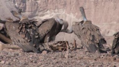Deve karkas, Sde Boker, İsrail besleme Griffon akbabalar sürüsü