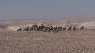 Deve karkas, Sde Boker, İsrail besleme Griffon akbabalar sürüsü