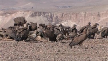 Deve karkas, Sde Boker, İsrail besleme Griffon akbabalar sürüsü