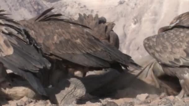 格里芬秃鹰成群捕食骆驼胴体 Sde Boker 以色列 — 图库视频影像