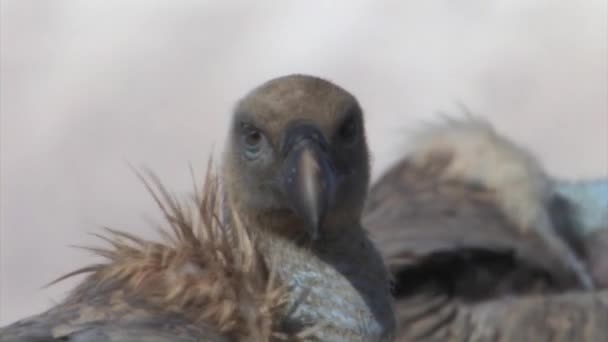 Flock Griffon Vultures Utfodring Kamel Kadavret Sde Boker Israel — Stockvideo