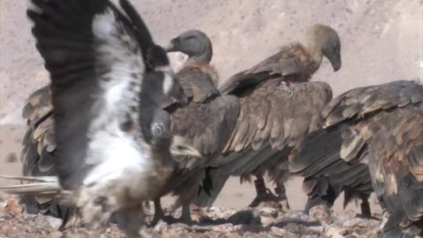 Flock Griffon Vultures Utfodring Kamel Kadavret Sde Boker Israel — Stockvideo