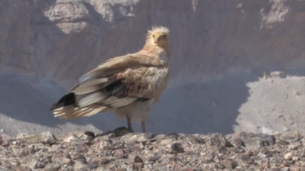 埃及秃鹫在 Sde Boker 南沙漠 以色列 — 图库视频影像