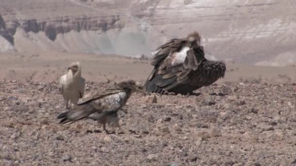 Flock Griffon Vultures Feeding Camel Carcass Sde Boker Israel — Stock Video