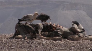 Deve karkas, Sde Boker, İsrail besleme Griffon akbabalar sürüsü