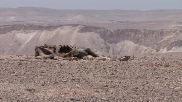 Überreste Eines Kamelkadavers Sde Boker Israel — Stockvideo