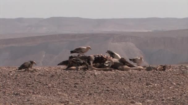 Flock Griffon Vultures Feeding Camel Carcass Sde Boker Israel — Stock Video