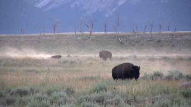 Buffalo Herd Grazing Yellowstone National Park — Stock Video