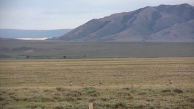 Doğal görünümünü prairie, Wyoming, ABD yürüyüş Pronghorns