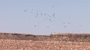 Griffon akbabalar çöl, Sde Boker, İsrail üzerinde uçuş