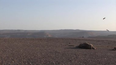 Desert, Israel üzerinde gökyüzü ölü deve ve Mısır akbabalar uçan