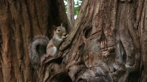 Ardilla Gris Sentada Árbol Comiendo Nueces Central Park Nueva York — Vídeos de Stock