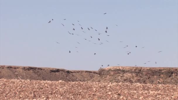 Buitres Leonados Vuelo Sobre Desierto Sde Boker Israel — Vídeos de Stock