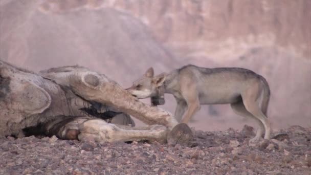 Vista Panorâmica Lobo Árabe Alimentando Carcaça Camelo — Vídeo de Stock