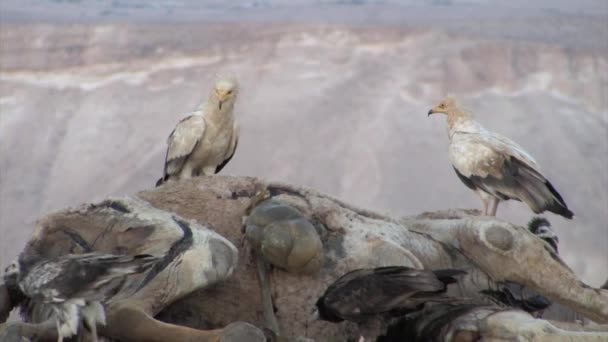 Deve Karkas Sde Boker Srail Besleme Griffon Akbabalar Sürüsü — Stok video