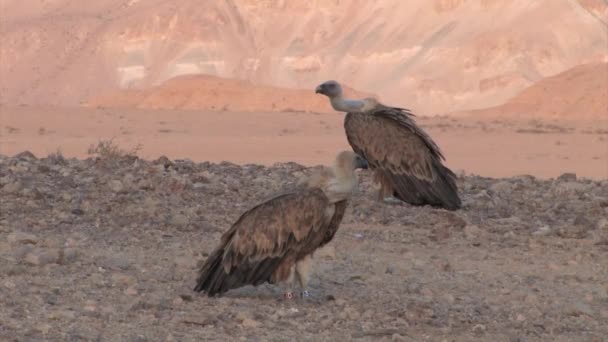 Griffon Vultures Resting Ground Sde Boker Israel — Stock Video