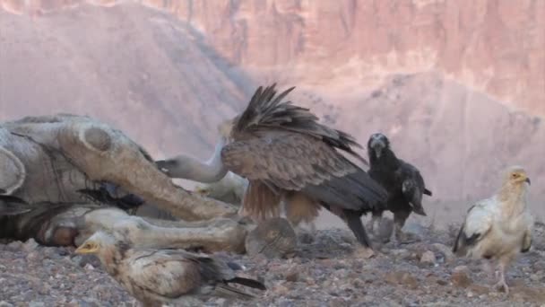 Troupeau Vautours Griffons Nourrissant Carcasses Chameaux Sde Boker Israël — Video