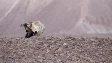 Sde Boker, Negev Çölü, İsrail, Mısır akbabası