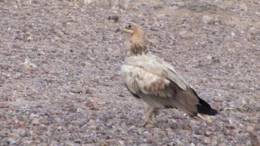 Sde Boker, Negev Çölü, İsrail, Mısır akbabası