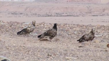 Sde boker, Negev Çölü, İsrail, Mısır akbabalar