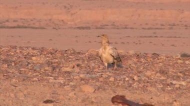 Sde Boker, Negev Çölü, İsrail, Mısır akbabası