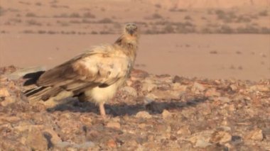 Sde Boker, Negev Çölü, İsrail, Mısır akbabası