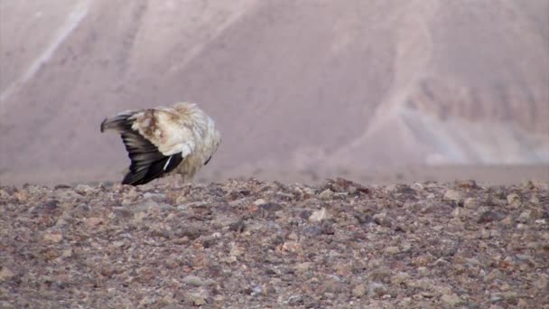 埃及秃鹫在 Sde Boker 南沙漠 以色列 — 图库视频影像