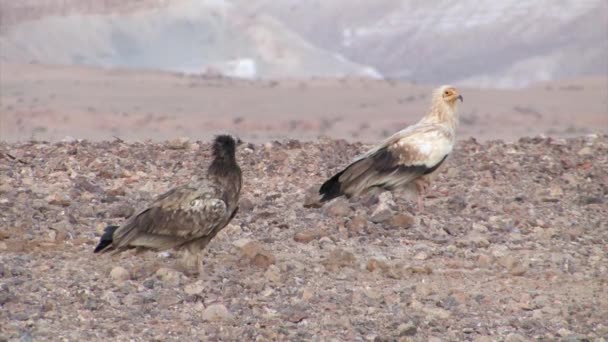 Avvoltoi Egiziani Sde Boker Deserto Del Negev Israele — Video Stock