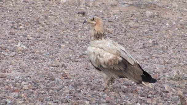 Avvoltoio Egiziano Sde Boker Deserto Del Negev Israele — Video Stock