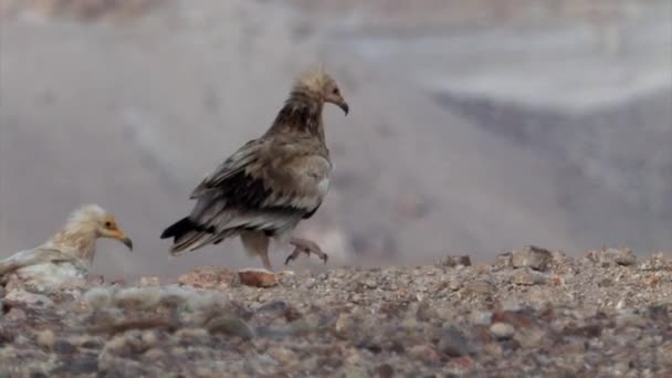 Vautour Égyptien Dans Sde Boker Désert Néguev Israël — Video