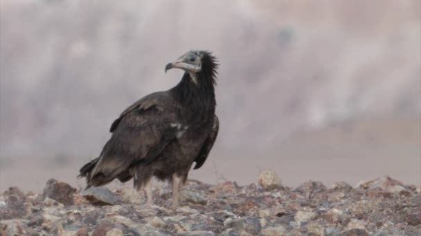 Egyptian Vulture Sde Boker Negev Desert Israel — Stock Video