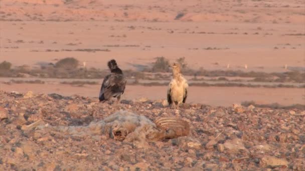 Egyptiska Gamar Sde Boker Negev Öknen Israel — Stockvideo