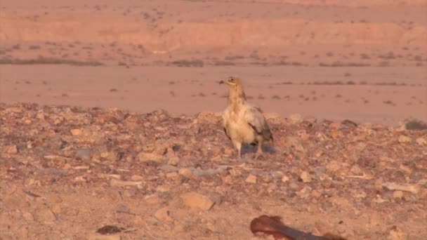 Egyptian Vulture Sde Boker Negev Desert Israel — Stock Video