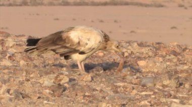 Sde Boker, Negev Çölü, İsrail, Mısır akbabası