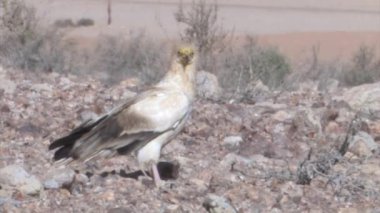 Sde Boker, Negev Çölü, İsrail, Mısır akbabası