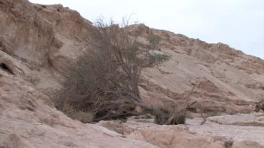 Kuru ölü akasya ağacı Arava Vadisi İsrail'in görünümünü