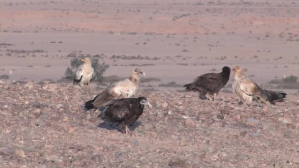 Sde Boker Negev Çölü Srail Mısır Akbabalar — Stok video