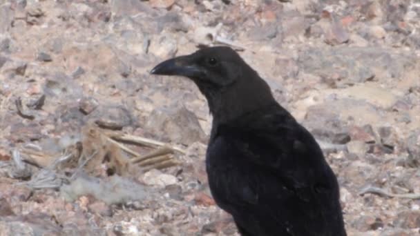 Close View Brown Nacked Raven Israel — стоковое видео