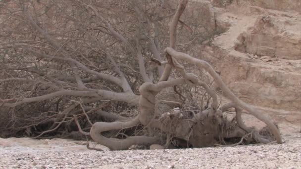 Kuru Ölü Akasya Ağacı Arava Vadisi Srail Görünümünü — Stok video