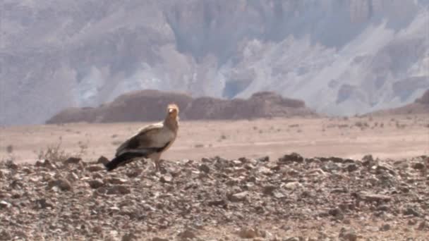 Sde ボーカー ネゲブ砂漠 イスラエル共和国にエジプトのハゲワシ — ストック動画
