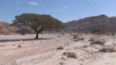 Akasya Wadi Nekarot İsrail