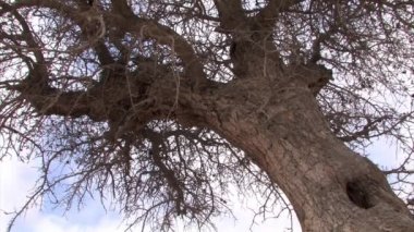 Negev Çölü, İsrail eski fıstık ağacı