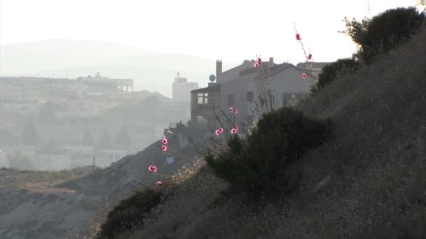 Hollyhocks Floreciendo Jerusalén Este Israel — Vídeo de stock