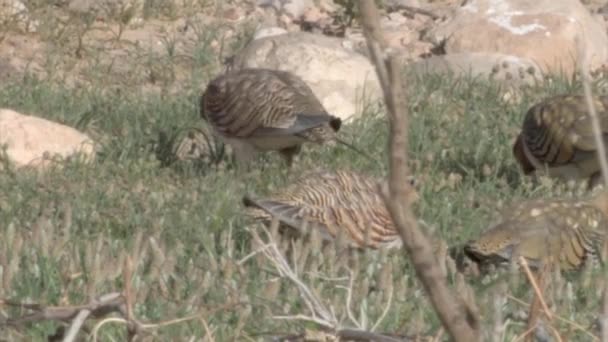 Pin Tailed Sandgrouse Feeding Vegetation Nitzana Negev Desert — Stock Video
