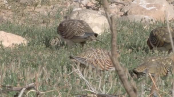 Pin Sledoval Sandgrouse Krmení Vegetaci Nicana Negevská Poušť — Stock video