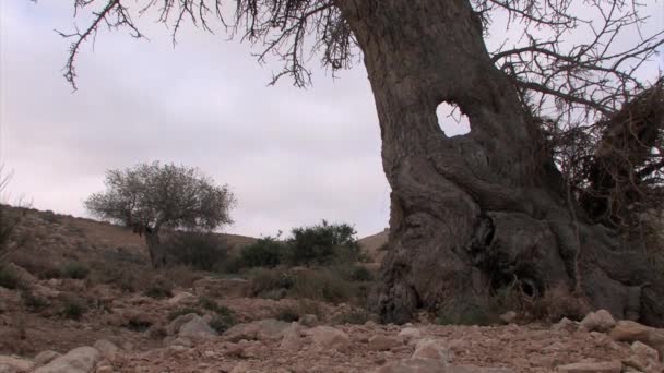 Antika Pistage Träd Negev Öknen Israel — Stockvideo