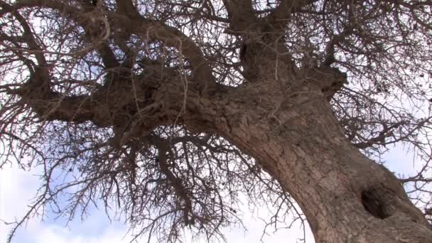 Antiguo Árbol Pistacho Desierto Negev Israel — Vídeo de stock