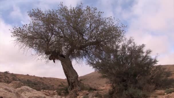 ネゲブ砂漠 イスラエルの古代のピスタチオの木 — ストック動画