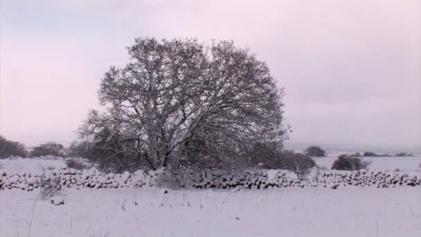 覆盖着雪的橡树 戈兰高地 以色列 — 图库视频影像