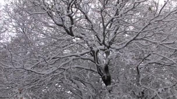 Eiken Bomen Bedekt Met Sneeuw Golanhoogten Israël — Stockvideo